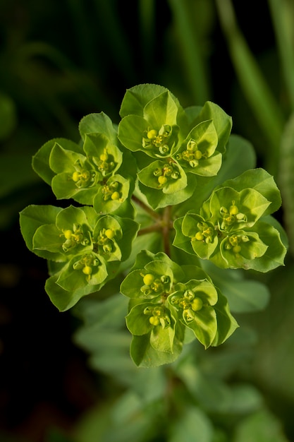 De cerca la vista de la hermosa flor de helioscopia euforbio.