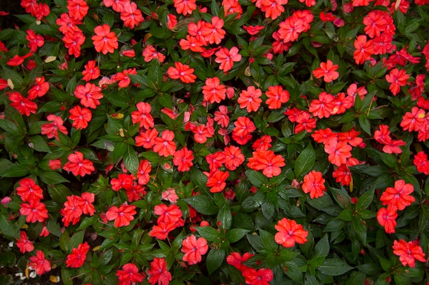 De cerca la vista de la hermosa flor Impatiens walleriana africano.