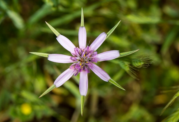 De cerca la vista de la hermosa flor de Tragopogon hybridus.