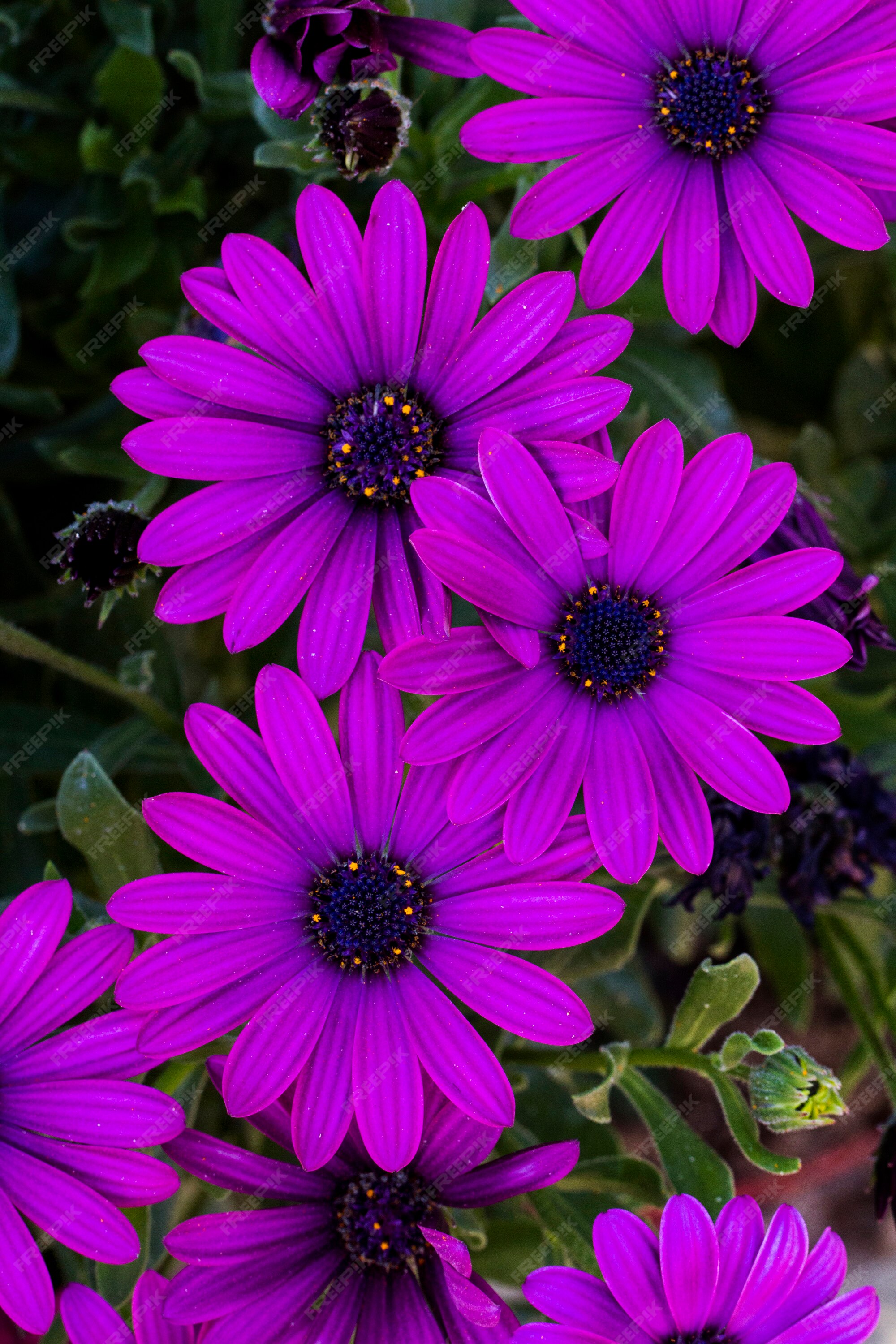 De cerca la vista de la hermosa margarita violeta osteospermum flores. |  Foto Premium