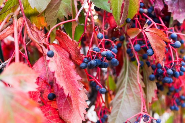 Cerca viva de uvas selvagens de menina com bagas azuis.