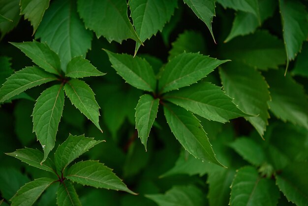 Cerca viva verde no fundo de uma panela grande