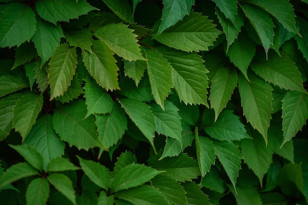 Cerca viva verde no fundo de uma panela grande