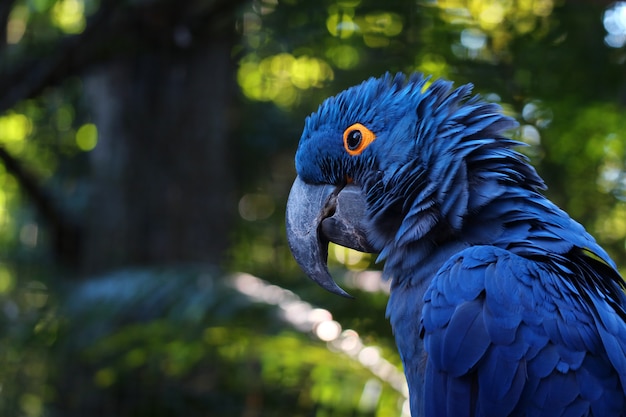 Cerca de vívido Guacamayo azul, loro azul retrato con fondo borroso, Cataratas del Iguazú