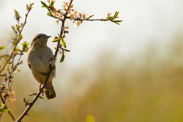 Cerca de Wryneck Jynx torquilla