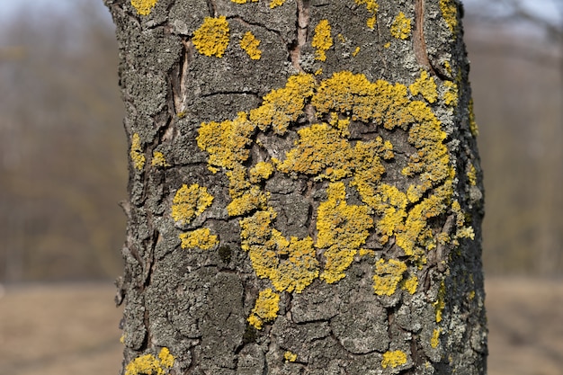 Cerca de xanthoria parietina escala amarilla en la corteza de un árbol musgo