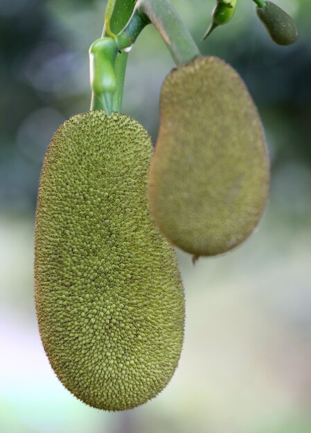 Cerca de yaca joven en árbol