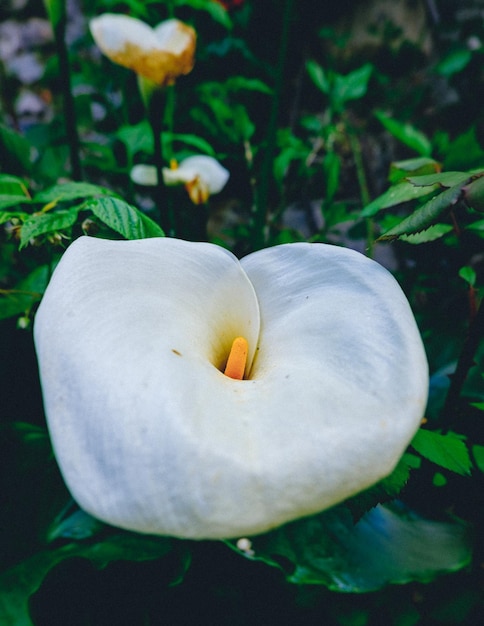 Cerca de Zantedeschia o calla Lily en el pueblo medieval de Saint Lizier en Francia (Ariege)