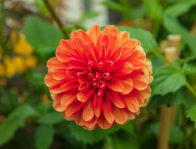 Cerca de Zinnia flor en jardines