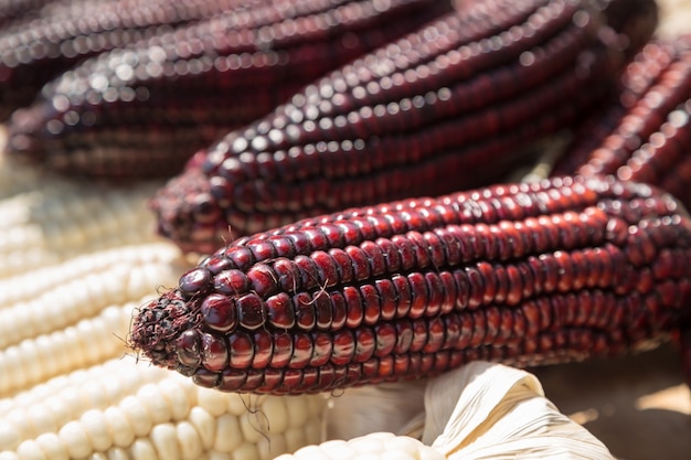 Cercado de caroço de milho roxo fresco