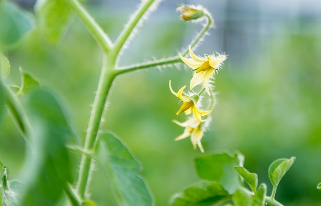 Cercado de flor de tomate amarelo no campo