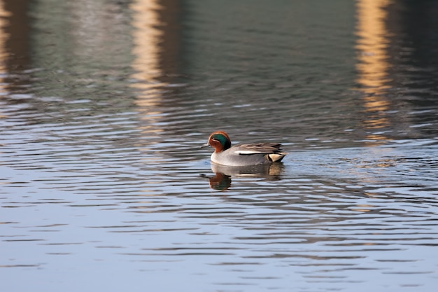 Foto cerceta común (anas crecca) nadando a través de un lago