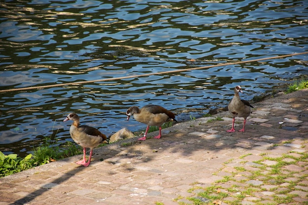 Cercetas en la orilla del río Neckar cerca de la plaza Heidelberger y el castillo de Heidelberg en Heidelberg, Alemania