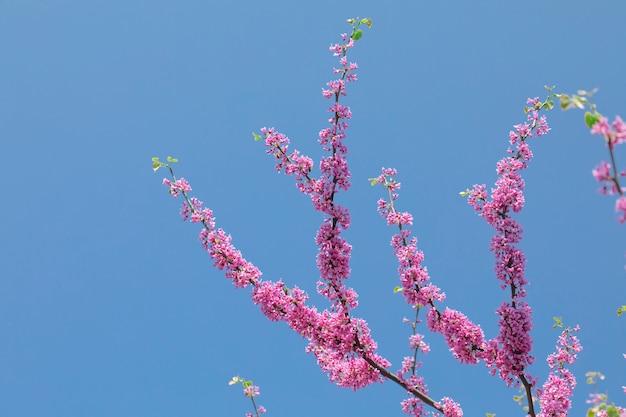 Cercis canadensis carmesim canadense, flores cor-de-rosa com céu azul.