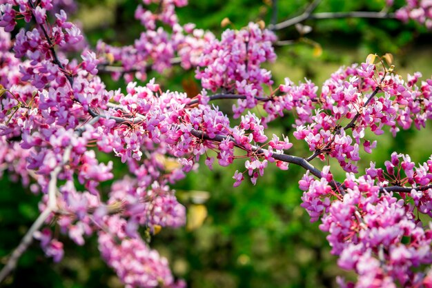 Cercis European, o European Tsertsis, o árbol de Judas