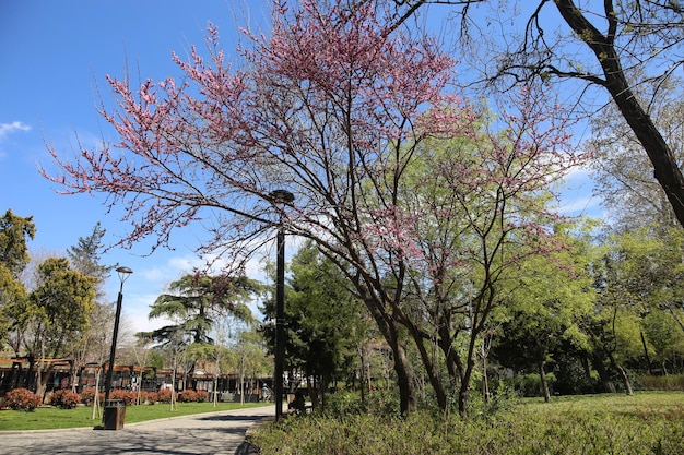 Cercis siliquastrum carmesim europeu ou árvore de judas floração abundante