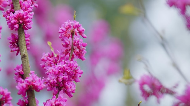 Cercis siliquastrum floresce na primavera no ramo da árvore de Judas da família Fabaceae de perto