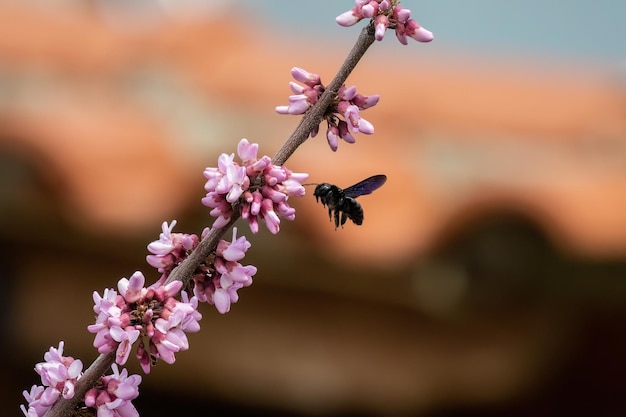 Cercis siliquastrum o árbol de Judas flores rosadas con insectos Bumblebee