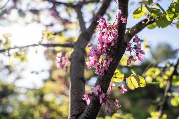 Cercis siliquastrum ou árvore de Judas, árvore ornamental que floresce com belas flores de cor rosa profundo na primavera