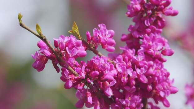 Cercis siliquastrum ou árvore de judas flores rosa durante a estação de primavera as flores rosa profundo fechar