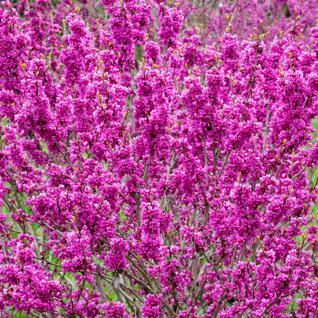 Cercis siliquastrum ramas con flores rosas en primavera