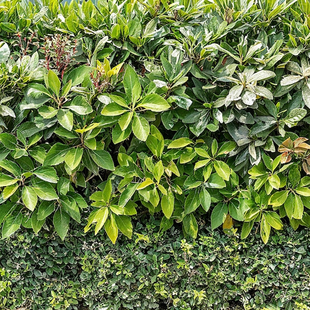 Cerco verde de várias plantas para a imagem de fundo ou papel de parede