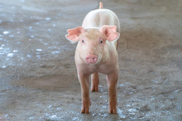 Cerdito de 2 meses de edad que se ve saludable en una granja de cerdos loca.