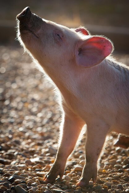 Foto un cerdito se estira a la luz del sol en gundagai, nsw, australia