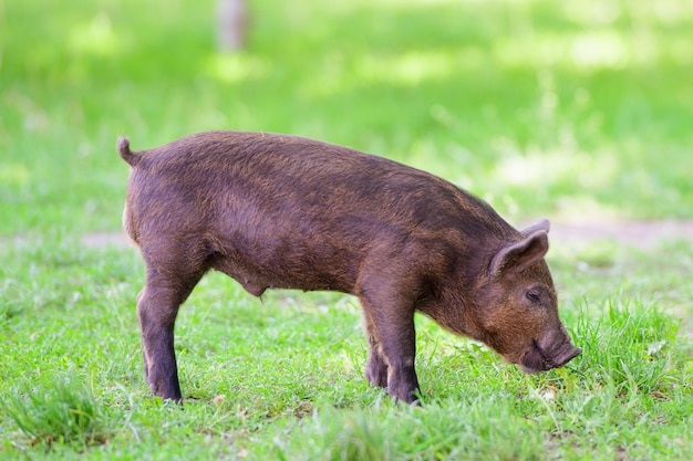 Cerdito oscuro Lindo cerdito negro camina sobre un charco, comiendo hierba, amor por la naturaleza, vega. Cerdo oscuro