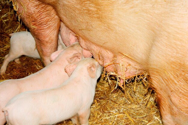 Cerditos bebes a la hora de comer