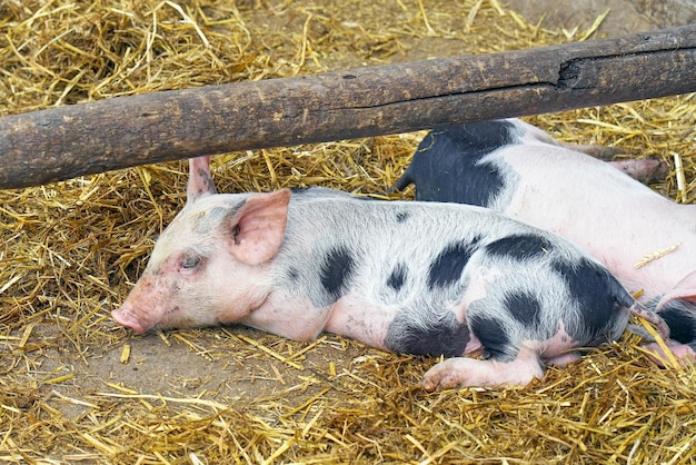 Los cerditos en la granja Los cerdos yace en la paja