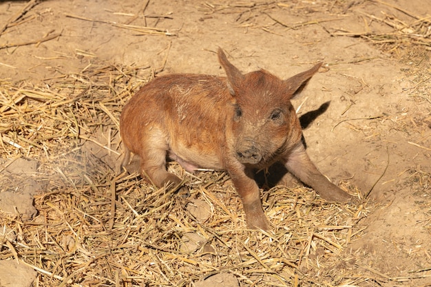 Cerditos lanudos en una granja