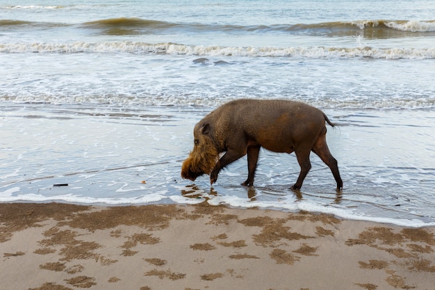 Foto cerdo barbudo camina sobre el agua