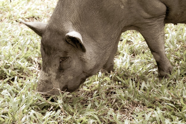 El cerdo camina para comer hierba