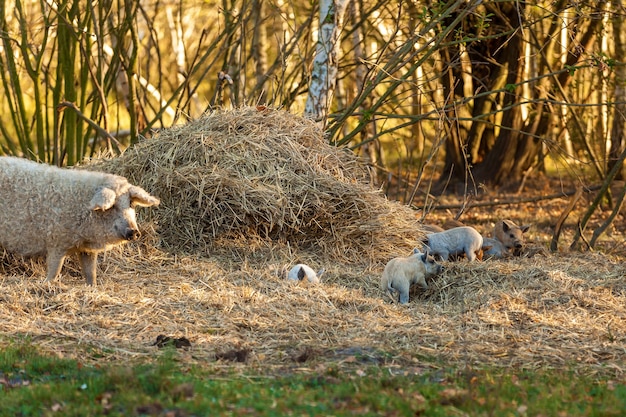 Cerdo con cerdos Mangalica una raza húngara de cerdo doméstico en porquerías