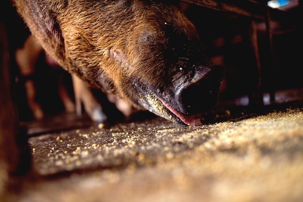 Cerdo comiendo en la pocilga.