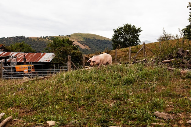 Cerdo comiendo en un prado en una granja de carne orgánica