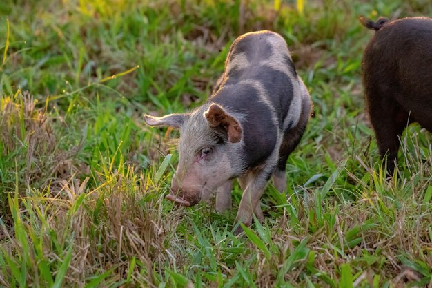 Cerdo criado en una pocilga al aire libre con enfoque selectivo