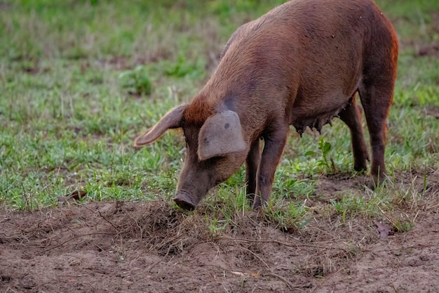 Cerdo criado en una pocilga al aire libre con enfoque selectivo