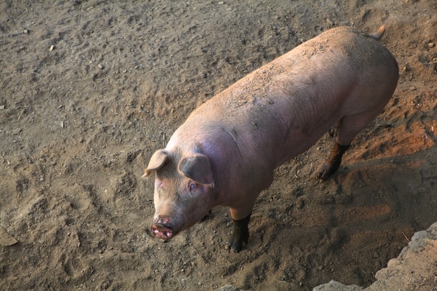 El cerdo domestico