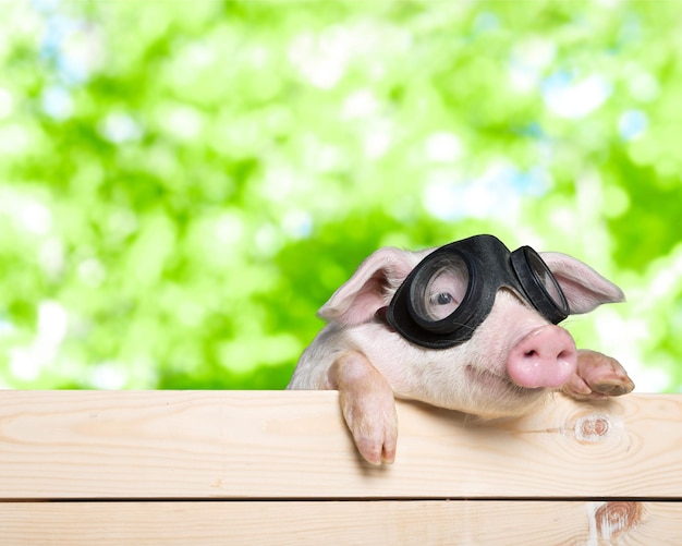 Cerdo con gafas en valla de madera
