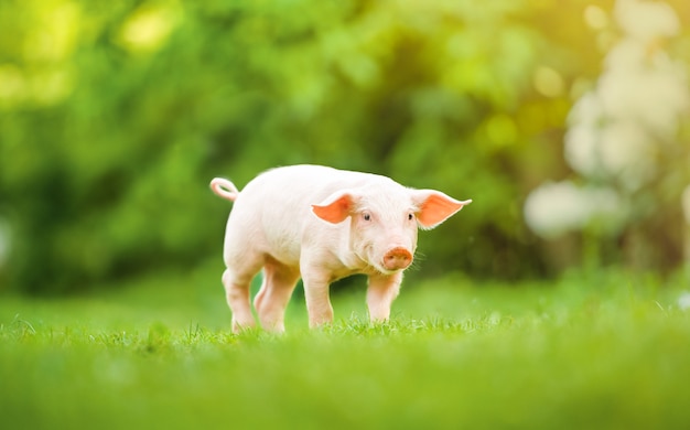 Cerdo joven está caminando sobre la hierba verde. Lechón feliz en el prado, día de verano.