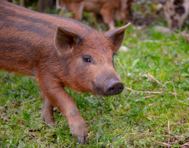 Un cerdo joven en una hierba verde. Brown funy lechón de pastoreo.