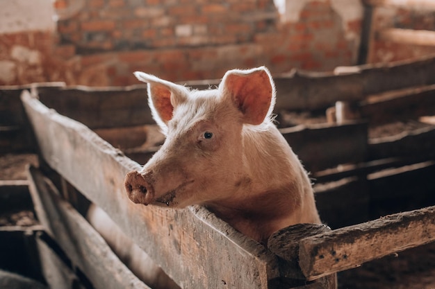 Cerdo joven con hocico sucio detrás de una valla de madera