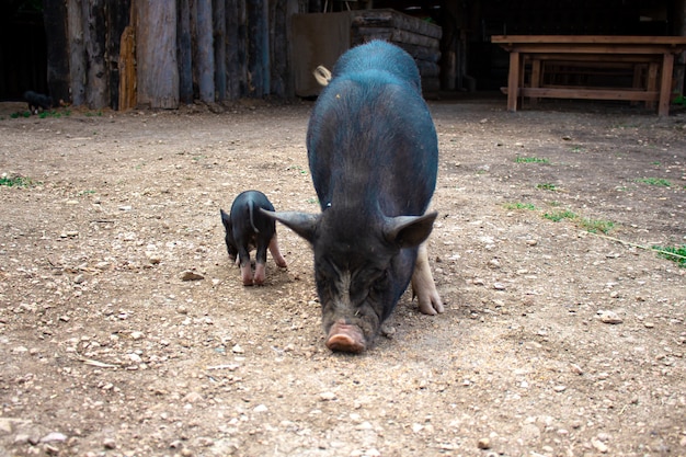 Foto cerdo y lechón