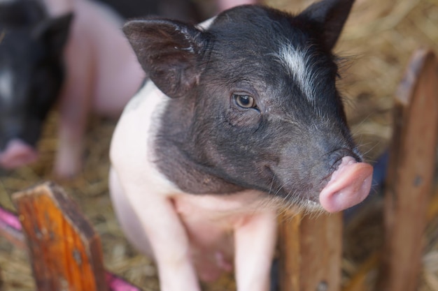 Cerdo lindo recién nacido de pie sobre un césped de hierba concepto de salud animal biológica