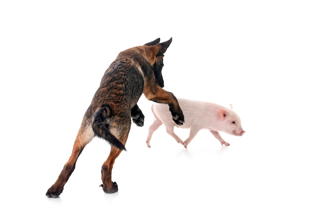 Foto cerdo en miniatura y cachorro malinois