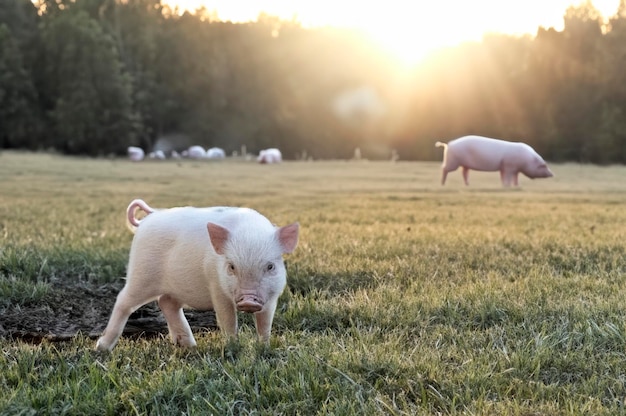 Foto cerdo miniatura rosa caminando en un campo en una granja