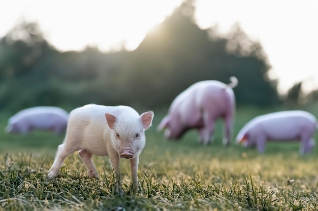 cerdo miniatura rosa caminando en un campo en una granja