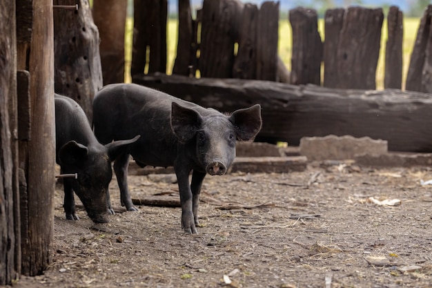 Cerdo negro criado en una granja con enfoque selectivo